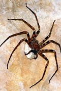 Image result for Biggest Spider Size