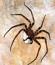 Image result for Biggest Spider Ever Existed