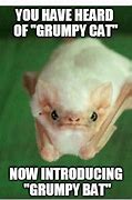 Image result for Funny Cute Meme Bat
