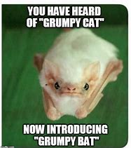 Image result for Grumpy Bat