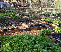 Image result for Food Garden