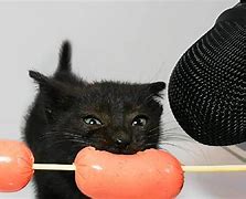 Image result for Cat Eating Sausage
