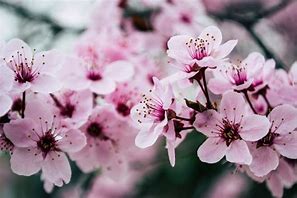 Image result for Sakura Flower Seeds Japan