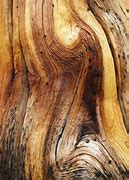 Image result for Tree Wood Grain