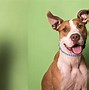 Image result for Pit Bull Ear Crop
