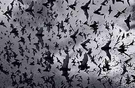 Image result for White Bat Black Background