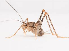 Image result for Chinese Cave Cricket