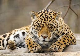 Image result for Panther 5 a Color