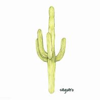 Image result for Saguaro Cactus Plant