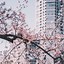 Image result for Japan iPhone Background