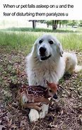 Image result for Cutest Dog Ever Meme