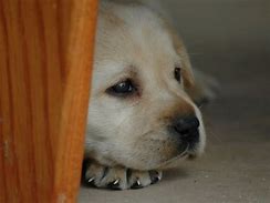 Image result for Sad Puppy Dog