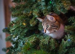 Image result for Kitten in Christmas Tree