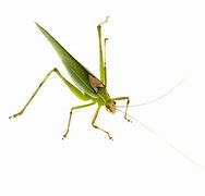Image result for Grasshopper Pose