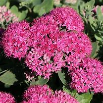 Image result for Sedum telephium Munstead Dark Red