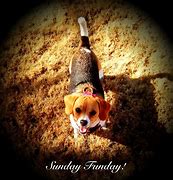 Image result for Sunday Funday Animals