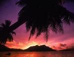 Image result for Tropical Paradise iPhone Wallpaper