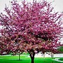 Image result for Flowering Crabapple Tree