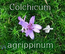 Image result for Colchicum agrippinum