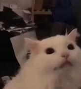 Image result for Cry Cat Meme GIF