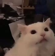 Image result for White Cat Low Quality GIF Meme