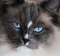 Image result for Blue Ragdoll Kittens