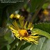 Image result for Inula racemosa Sonnenspeer