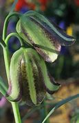 Image result for Fritillaria olivieri