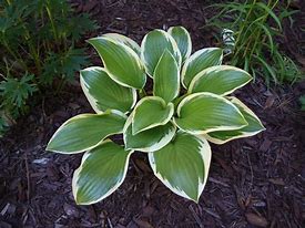 Image result for Hosta The Queen