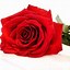 Image result for Rose Pic. iPhone