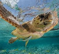 Image result for Caribbean Sea Turtles