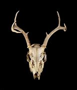 Image result for Buck Deer Skull