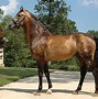 Image result for Morgan Horse Breed
