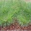 Image result for Carex Divulsa Berkeley Sedge