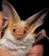 Image result for Cute Bat Animal