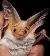 Image result for A Cute Bat
