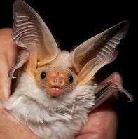 Image result for A Bat Animal