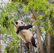 Image result for Du Kha Panda