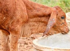 Image result for Lumpy Skin Disease Cattle