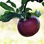 Image result for Apple Tree Fertilizer