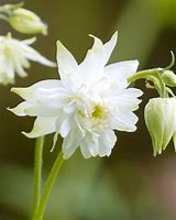 Image result for AQUILEGIA VULG. WHITE BARLOW