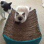 Image result for cardboard cats scratchers