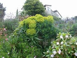 Image result for Euphorbia characias