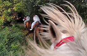 Image result for cabalino