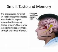 Image result for Smell and Memory