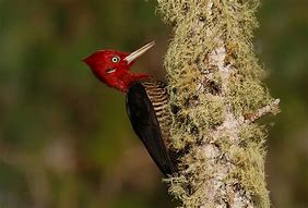 Image result for Campephilus robustus