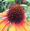 Image result for Echinacea purpurea Tiki Torch ®