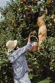 Image result for Harvesting Apples