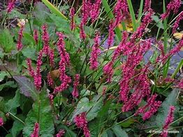 Image result for Persicaria amplexicaulis High Society