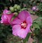 Image result for Hibiscus syriacus Lunar Flare